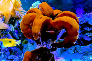 Splash Seafood Bar & Grill in Des Moines, IA Shrimp Cocktail DiRoNA Awarded Restaurant